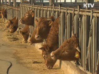 포천·연천 소 폐사 '보툴리눔 독소증'