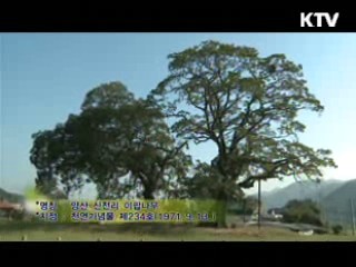 양산 신전리 이팝나무 / 송광사 천진암 곱향나무