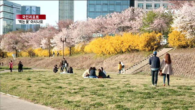 꽃의 맛과 향기를 입으로 느끼세요 [국민리포트]