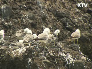 독도의 날을 아십니까?