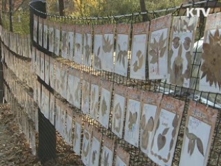 도심 단풍 절정···"단풍비 맞으러 가자"