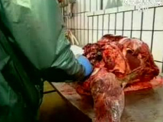 美쇠고기 수입재개, 안전성 문제없다