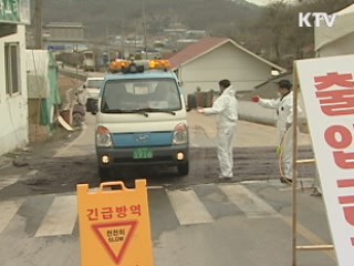 방역당국, "구제역 초기대응 미흡"