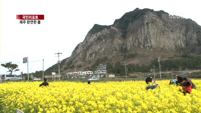제주 완연한 봄…꽃 활짝 [국민리포트]