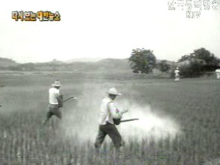 전국 모심기 완료(`62) 이미지