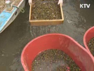 섬진강 재첩잡이 한창