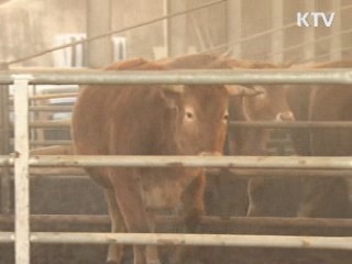 경북 구미 구제역 의심신고 한우 '음성'