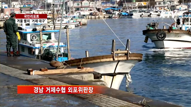 제철 맞은 '거제 대구', 위판장 활기 [국민리포트]