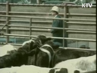 광우병 조사단 미국서 본격조사 착수