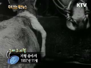 기형 송아지(57') 이미지