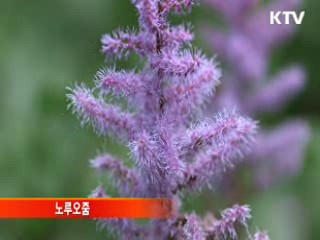 강원 점봉산, 희귀식물의 '보고'