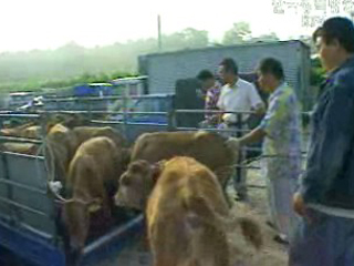 황사 대비 농작물.가축 관리 주의보