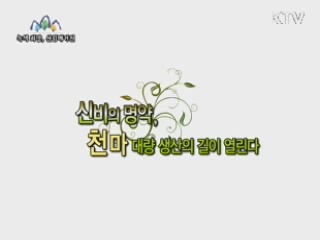 신비의 명약, 천마 대량 생산의 길이 열린다