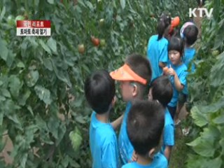 토마토 맛보고 즐겨요 [국민리포트]