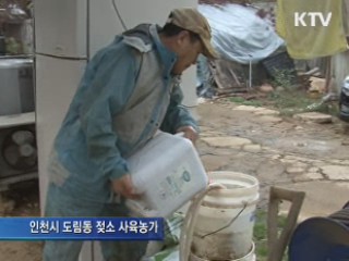 유산균 미생물로 구제역 예방