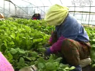 태풍·호우 따른 농산물 수급 불안정 해소