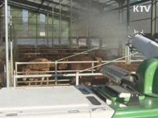 정부 "포항 한우 농가 구제역 아니다"