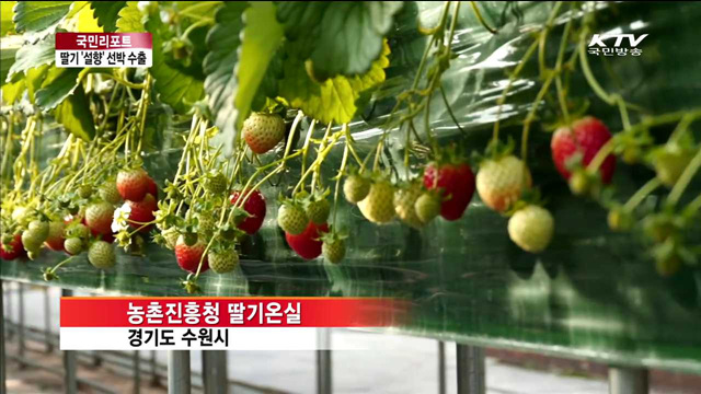 국산 딸기 '설향' 수출길 활짝 [국민리포터]