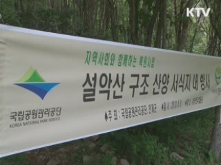 멸종위기종 산양, 치료 후 설악의 품으로