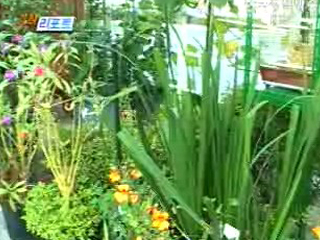 충남청, 도심 속 작은 정원