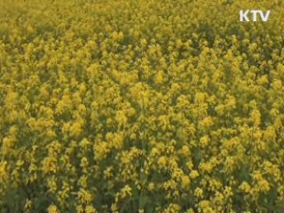 한강변에 유채꽃 만발 [시니어 리포트]